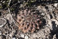 pa_143_thelocactus_bueckii.jpg
